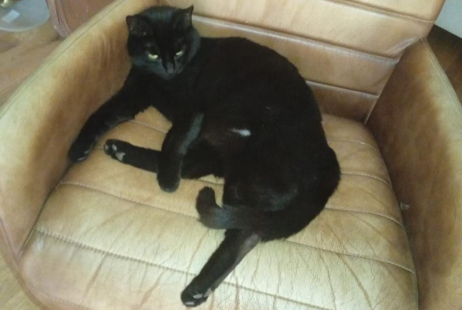 Alerta de Desaparición Gato  Hembra , 5 años Delémont Suiza