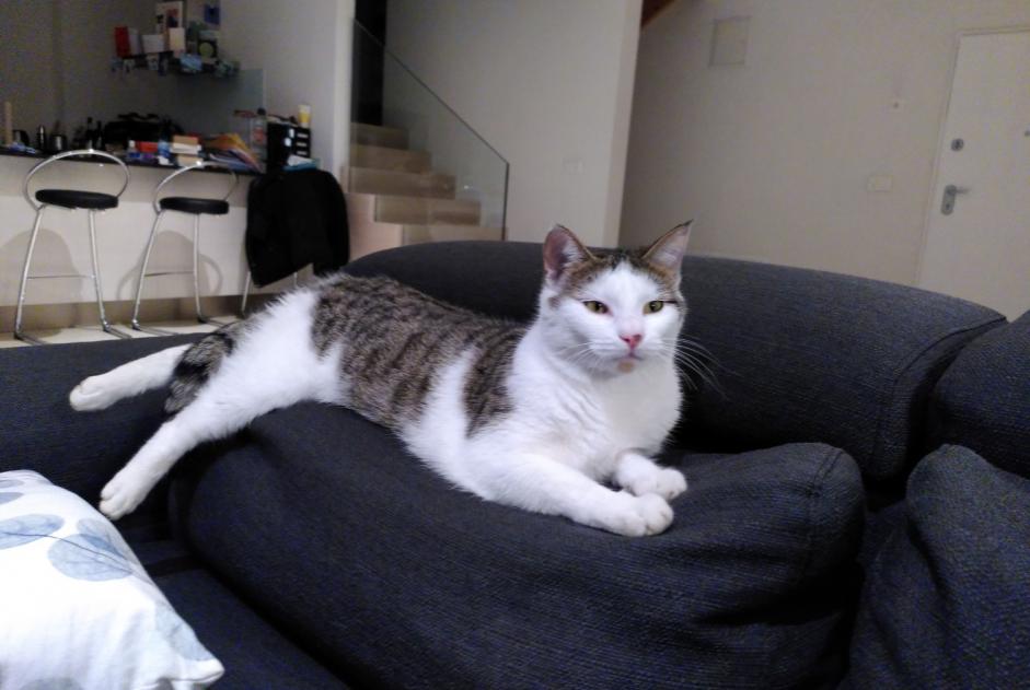 Alerta desaparecimento Gato  Macho , 7 anos Yverdon-les-Bains Switzerland
